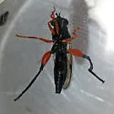 Chalcosyrphus curvarius - photo 4