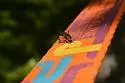 Chalcosyrphus curvarius - photo 5