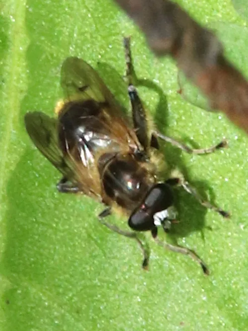Chalcosyrphus eunotus