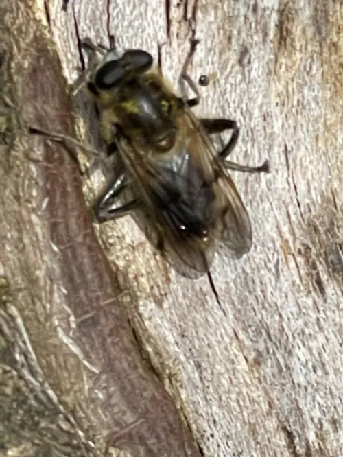Chalcosyrphus eunotus - photo 2