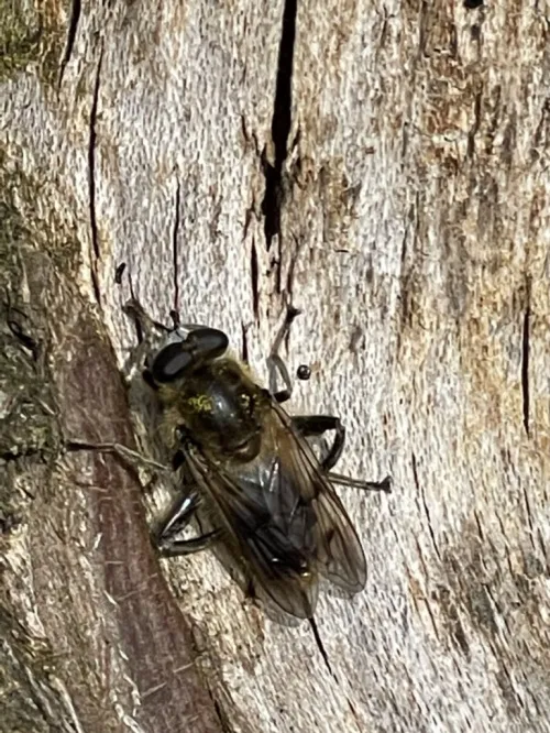 Chalcosyrphus eunotus - photo 3