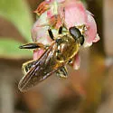 Chalcosyrphus inarmatus