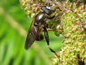 Chalcosyrphus inarmatus - photo 2