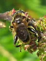 Chalcosyrphus inarmatus - photo 3
