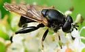 Chalcosyrphus inarmatus - photo 4