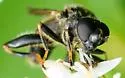 Chalcosyrphus inarmatus - photo 5