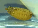 Chalcosyrphus libo - photo 2