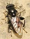 Chalcosyrphus libo - photo 3