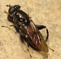 Chalcosyrphus libo - photo 4