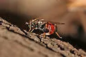Chalcosyrphus libo - photo 5