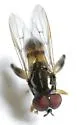 Chalcosyrphus metallicus