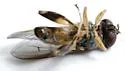 Chalcosyrphus metallicus - photo 2