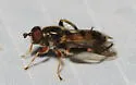 Chalcosyrphus metallicus - photo 3