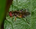 Chalcosyrphus metallicus - photo 4