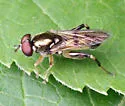 Chalcosyrphus metallicus - photo 5