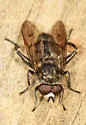 Chalcosyrphus metallifer