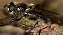 Chalcosyrphus metallifer - photo 2