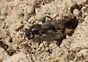 Chalcosyrphus metallifer - photo 3