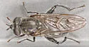 Chalcosyrphus metallifer - photo 4