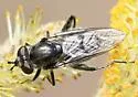 Chalcosyrphus metallifer - photo 5