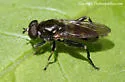 Chalcosyrphus nemorum - Chalcosyrphus nemorum