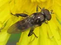 Chalcosyrphus nemorum - photo 2