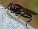 Chalcosyrphus nemorum - photo 3