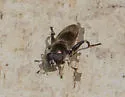 Chalcosyrphus nemorum - photo 4
