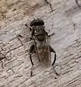 Chalcosyrphus nemorum - photo 5