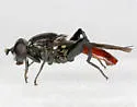 Chalcosyrphus piger
