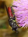 Chalcosyrphus piger - photo 2