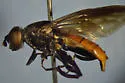 Chalcosyrphus piger - photo 3