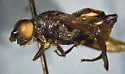 Chalcosyrphus piger - photo 4
