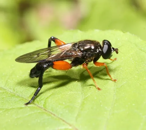 Chalcosyrphus plesia