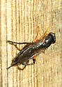 Chalcosyrphus vecors