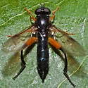 Chalcosyrphus vecors - photo 2
