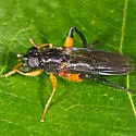 Chalcosyrphus vecors - photo 3