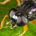 Chalcosyrphus vecors - photo 4
