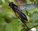 Chalcosyrphus vecors - photo 5