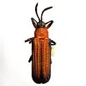 Chalepus bellulus - photo 2