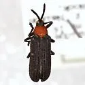 Chalepus bicolor