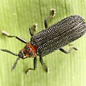 Chalepus bicolor - photo 2