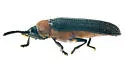 Chalepus bicolor - photo 3