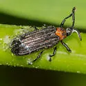 Chalepus bicolor - photo 4