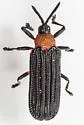 Chalepus bicolor - photo 5