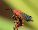 Chalepus sanguinicollis