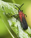 Chalepus sanguinicollis - photo 2