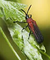 Chalepus sanguinicollis - photo 3