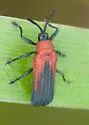 Chalepus sanguinicollis - photo 4