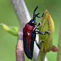 Chalepus sanguinicollis - photo 5